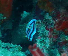 Chromodoris lochi