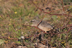 Saltator coerulescens