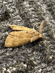 Lymantriinae
