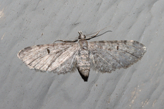 Eupithecia miserulata