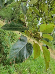 Populus trichocarpa
