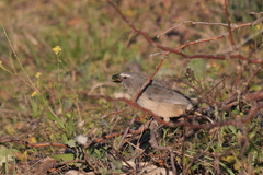 Saltator coerulescens