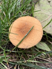 Cystoderma amianthinum