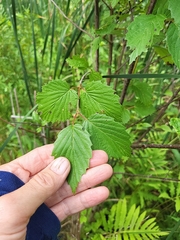 Viburnum