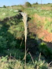 Bothriochloa laguroides