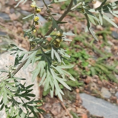 Artemisia absinthium