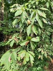 Aesculus flava