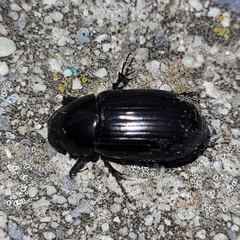 Scarabaeidae