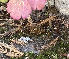 Sericomyia silentis