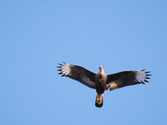 Caracara plancus