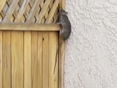 Rattus rattus