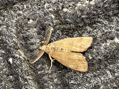 Lymantriinae