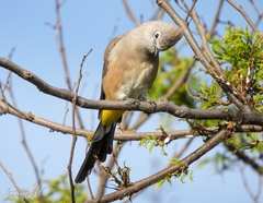 Ptiliogonys cinereus