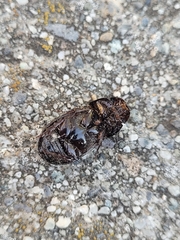 Scarabaeidae