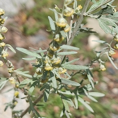 Artemisia absinthium