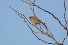 Agelaioides badius