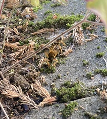 Sericomyia silentis