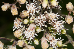 Syneilesis hayatae