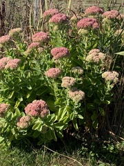 Hylotelephium maximum × spectabile