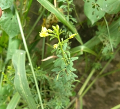 Cleome viscosa