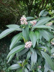 Miconia notabilis