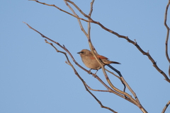 Agelaioides badius