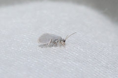 Semidalis