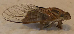 Cicadettinae