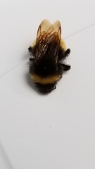 Bombus terricola
