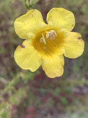 Aureolaria pedicularia