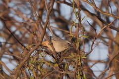 Saltator coerulescens