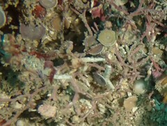 Marginopora vertebralis