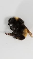 Bombus terricola