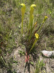 Sarracenia alata