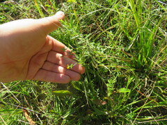 Stylosanthes biflora