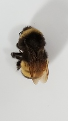 Bombus terricola
