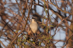Saltator coerulescens