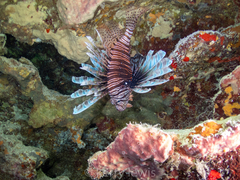 Pterois volitans