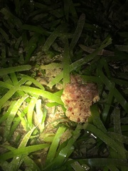 Hexabranchus