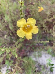 Aureolaria pedicularia