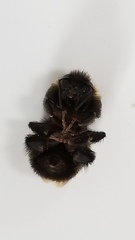 Bombus terricola