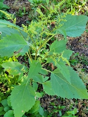 Cyclachaena xanthiifolia