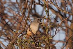 Saltator coerulescens