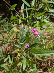 Desmodium paniculatum