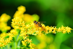 Eristalis transversa