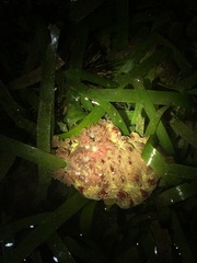 Hexabranchus