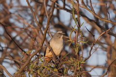 Saltator coerulescens