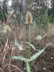 Dipsacus fullonum