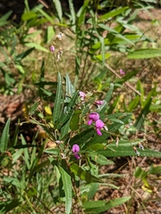 Desmodium paniculatum