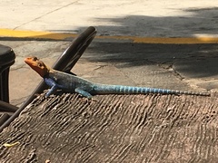 Agama lionotus